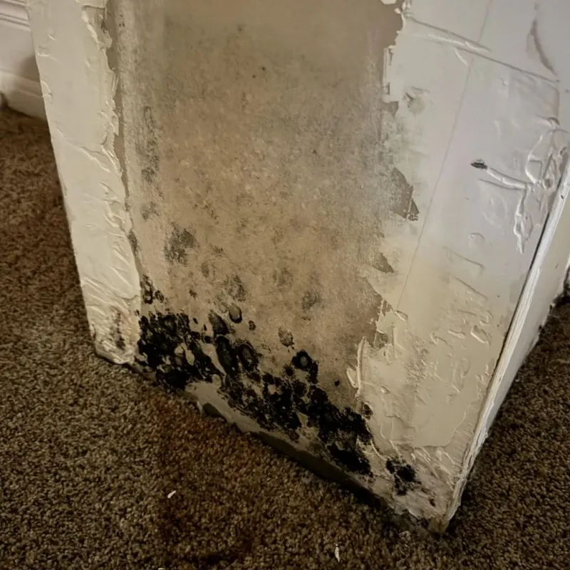 Professional Mold Removal in Tuttle, OK